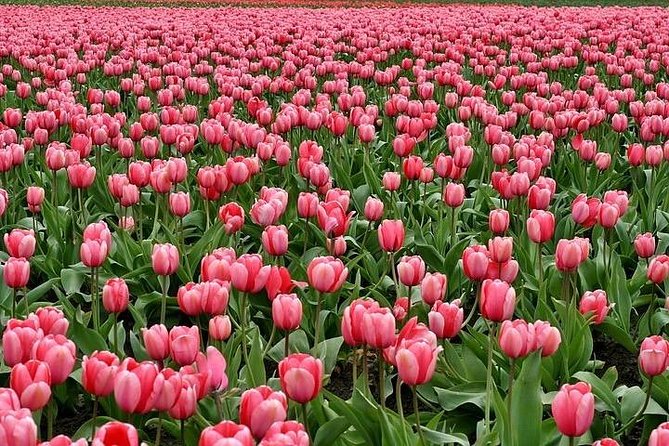 Enjoy The Tulip Fields By Bicycle With A Local Guide! Tulip Bike Tour! Meeting And Pickup