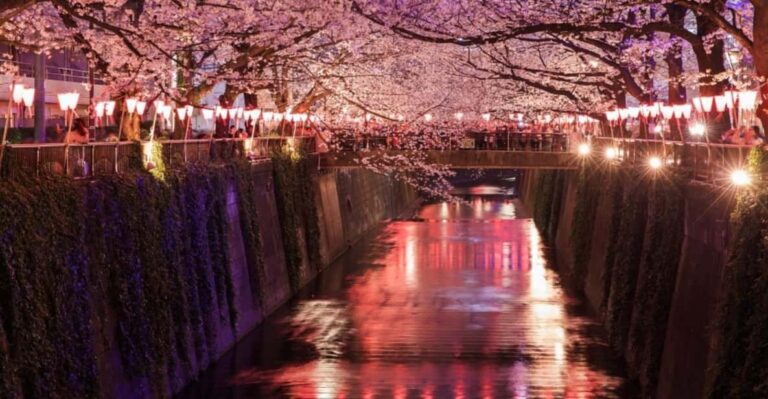 Evening Hanami (cherry Blossom) Experience With A Local Tour Overview