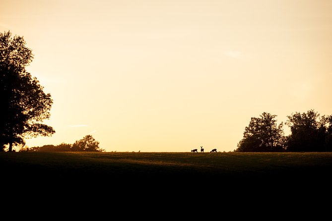 Evening Wildlife Safari Stockholm Basic Information