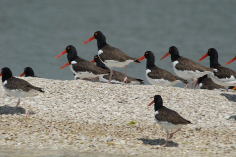 Everglades: Birding, Wildlife, And Photography Expedition Guided Exploration Of The Barrier Island