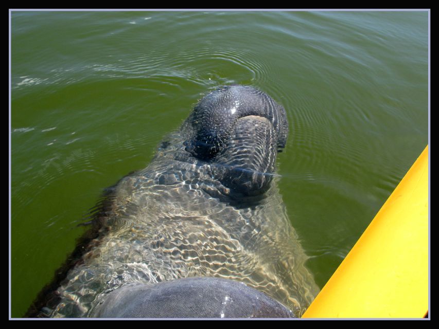 Everglades National Park 3-Hour Kayak Eco Tour - About the Everglades National Park Tour