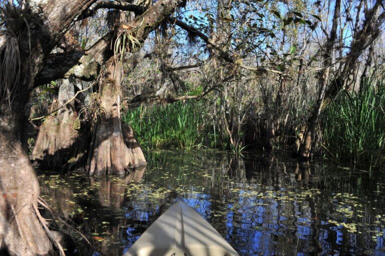 Everglades National Park: Mangrove Tunnel Kayak Eco Tour Tour Overview