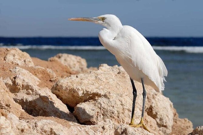 Excursion To Nabq National Park And Oasis Bay Sharm El Sheikh Highlights Of Nabq National Park