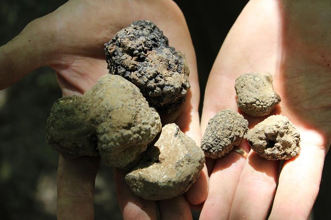 Experience Tuscan Truffle Hunting With Wine And Lunch Tour Overview