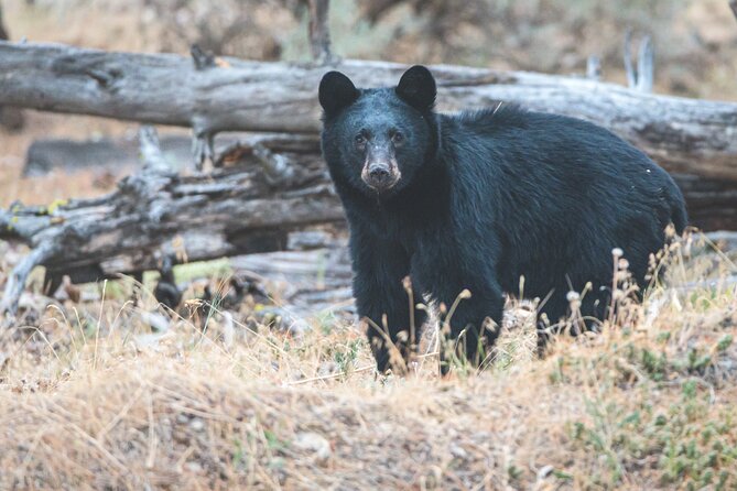 Explore And Learn The Natural Wonders Of Summerland Spotting And Tracking Wildlife