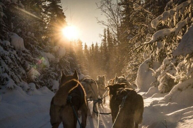 Fairbanks: Mush On The Historic Yukon Quest Trail Tour Details Overview