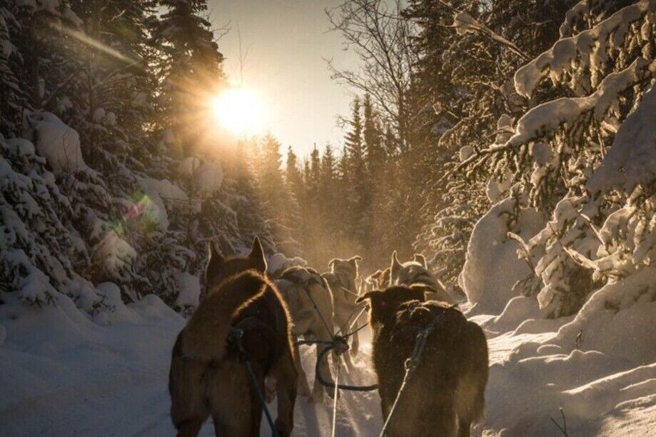 Fairbanks: Mush on the Historic Yukon Quest Trail - Tour Details Overview