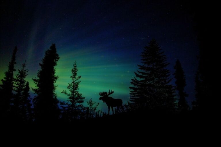 Fairbanks: Northern Lights And Chena Hot Springs Tour Tour Overview