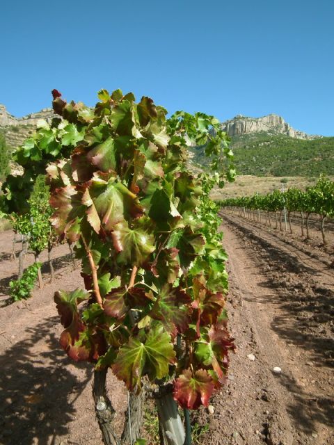 Falset: Guided Wine Tour to the Priorat by a Local - Tour Overview