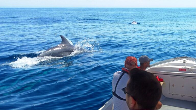 Faro: Dolphin And Marine Life Watching Boat Tour Tour Overview