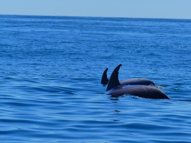 Faro: Dolphin And Wildlife Watching In The Atlantic Ocean Tour Overview