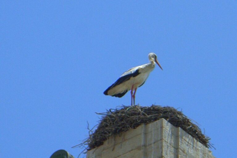 Faro Private Walking Tour Ancient Roots: 4th Century Bc