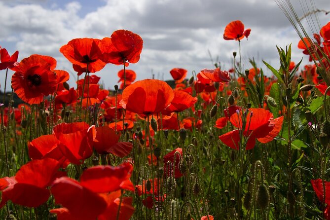 Flanders Fields Remembrance Tour From Bruges With Lunch Exploring The German Military Cemetery