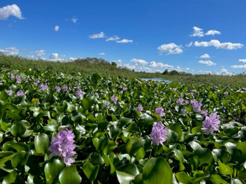 Florida: 90 Minute Everglades Cruise - Overview and Pricing