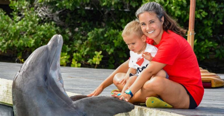 Florida Keys: Dockside Dolphin Experience Overview Of The Experience