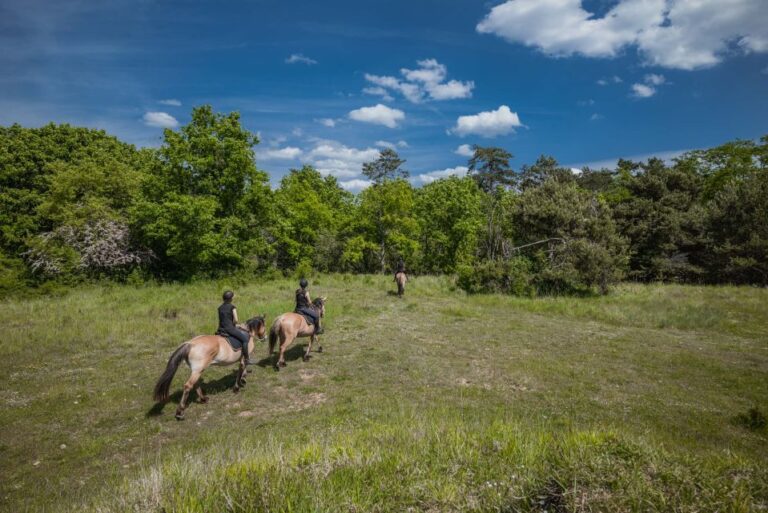 Fontainebleau: Horse Riding, Gastronomy & Château Location And Cost