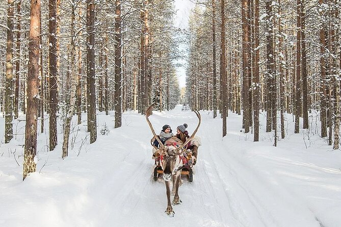 Forest Trail Reindeer Safari Overview And Highlights