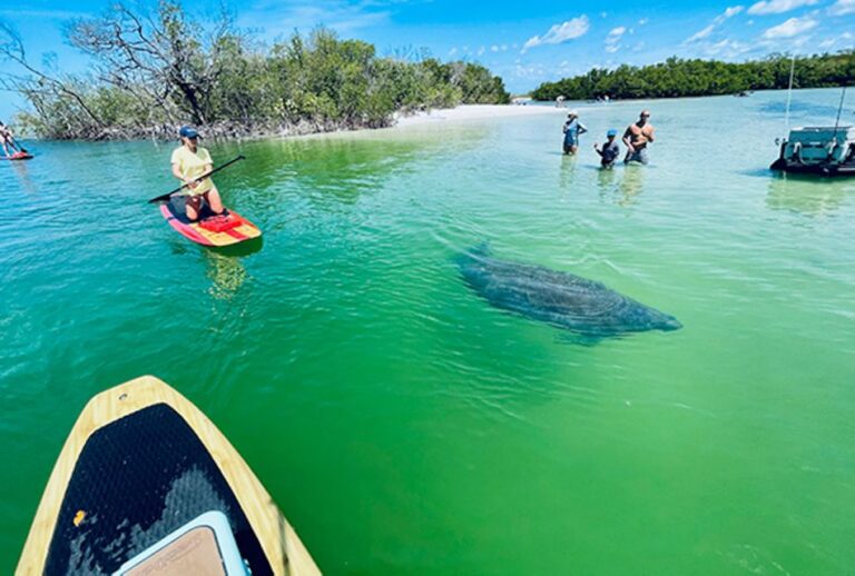 Fort Myers: Guided Standup Paddleboarding Or Kayaking Tour Activity And Location