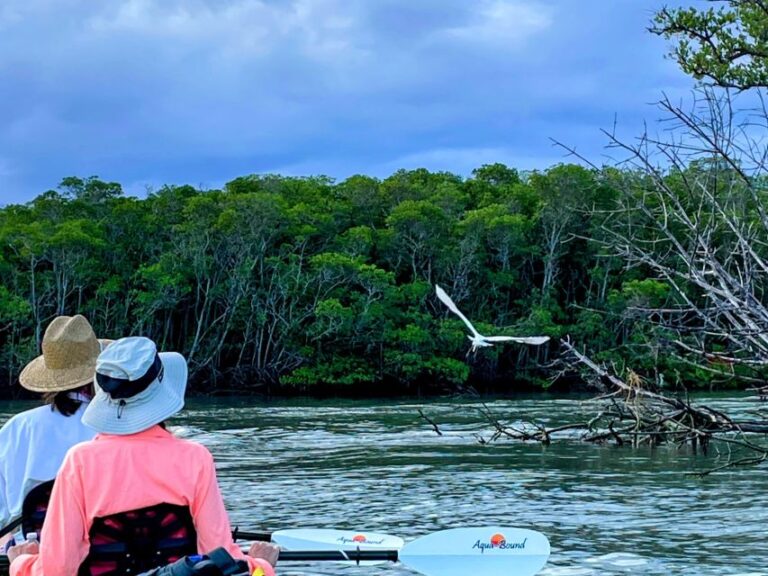 Fort Pierce: 4 Hr Mangroves & Dolphin Watch Sandbar In Fl Activity Overview