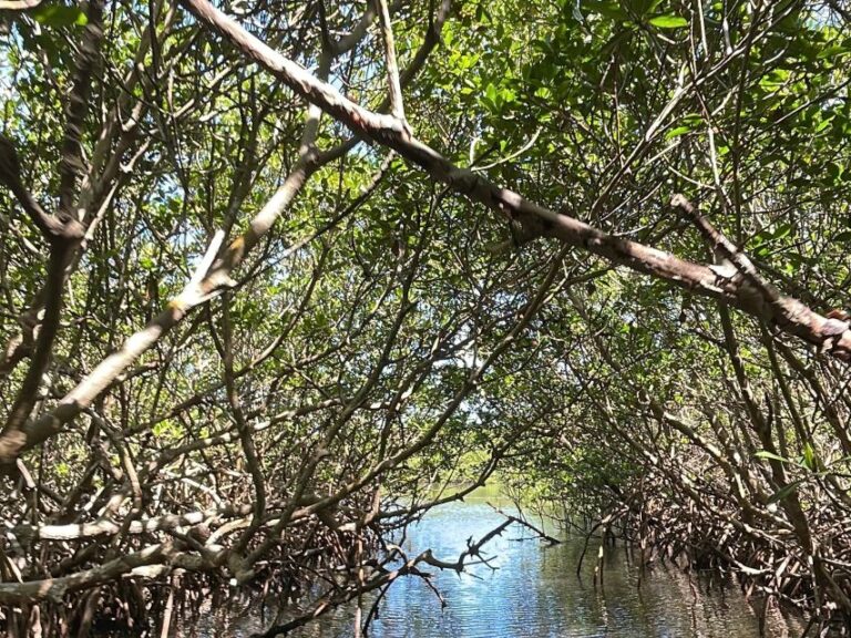 Fort Pierce: 6 Hr Mangroves, Coastal Rivers & Wildlife In Fl Activity Overview