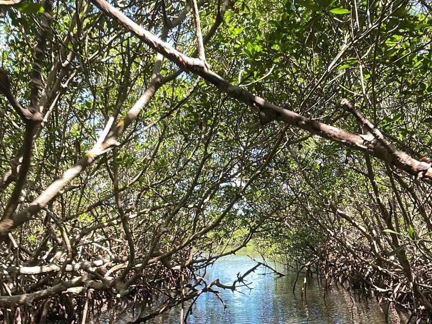 Fort Pierce: 6-hr Mangroves, Coastal Rivers & Wildlife in FL - Activity Overview