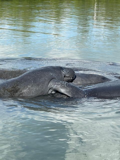 Fort Pierce: 8 Hr Jungle And Lagoon Passage To Ocean In Fl Activity Overview