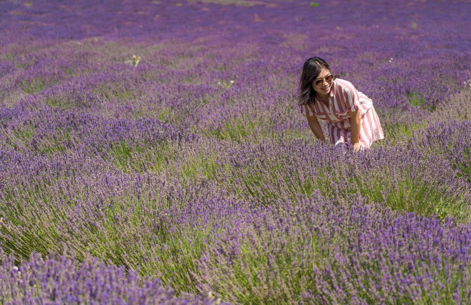 From Aix-en-Provence: Sault Lavender and Gordes Day Trip - Panoramic Views From Saignon