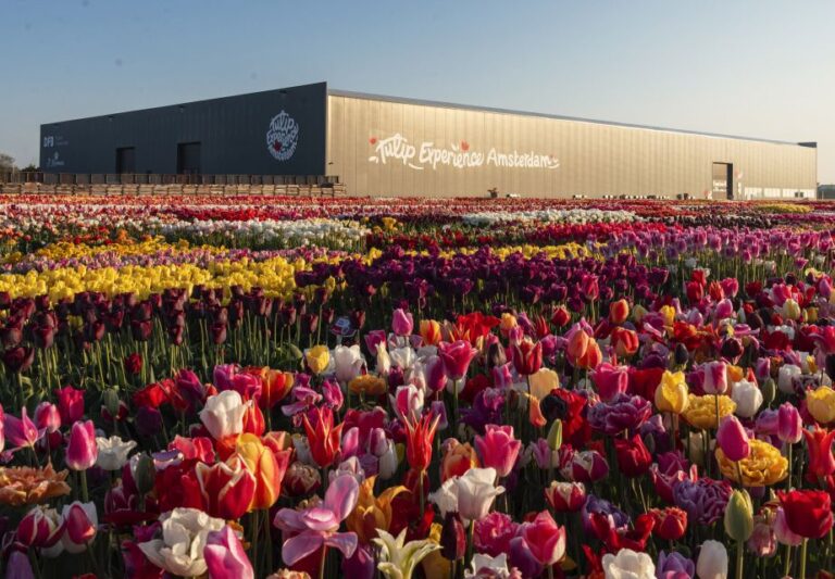 From Amsterdam: Private Keukenhof And Tulip Experience Tour Tour Overview And Pricing