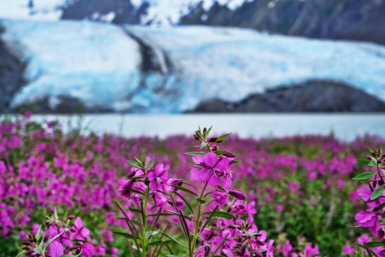 From Anchorage: Valley Of Glaciers & Wildlife Center Tour Scenic Drive Along Turnagain Arm