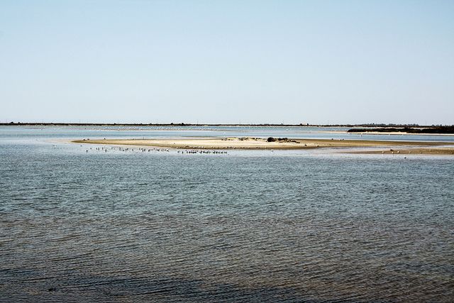 From Avignon: Half Day Camargue And Saintes Maries De La Mer Exploring Camargues Wetland Wonders