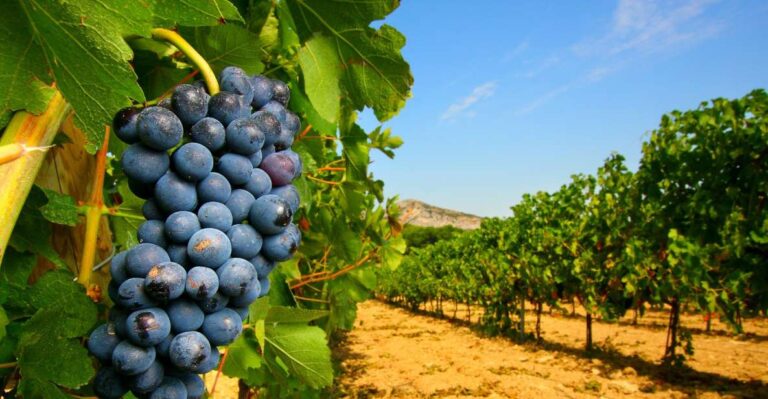 From Avignon: Half Day Great Vineyards Tour Tour Overview