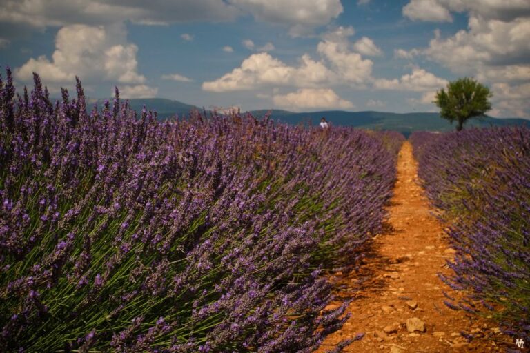 From Avignon: Lavender Fields & Luberon Village Guided Tour Tour Overview