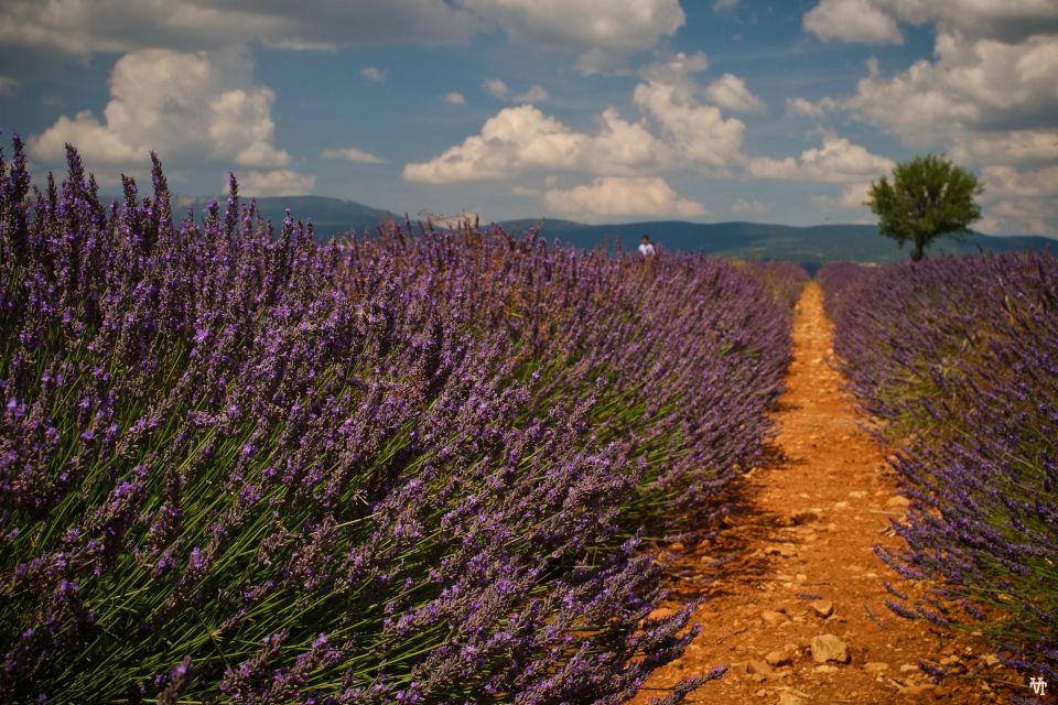 From Avignon: Lavender Fields & Luberon Village Guided Tour - Tour Overview