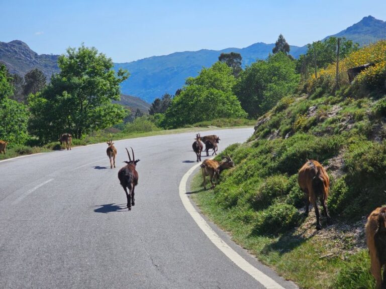 From Braga: Full Day Tour In Gerês National Park Tour Overview