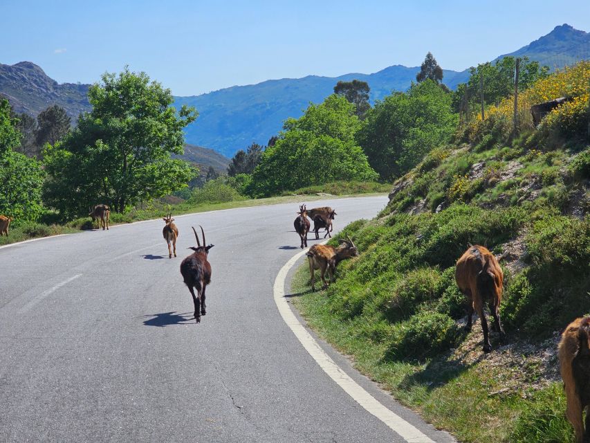 From Braga: Full-Day Tour in Gerês National Park - Tour Overview