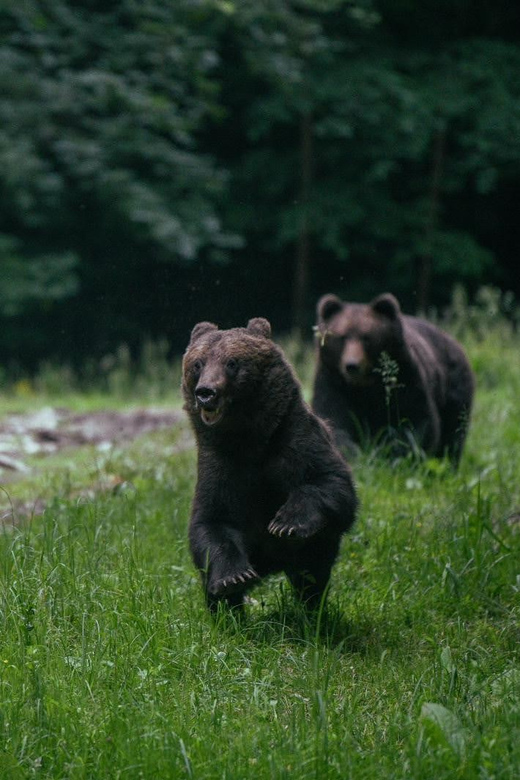 From Brasov: Brown Bear Watching In The Carpathian Mountains Overview Of The Activity