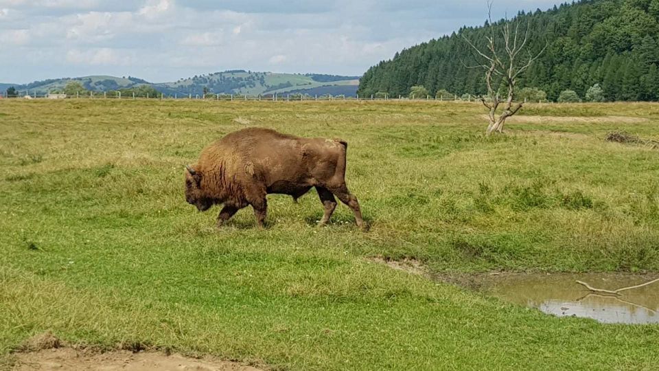 From Brasov: Day Trip to Bison Reserve & Traditional Lunch - Trip Overview and Pricing