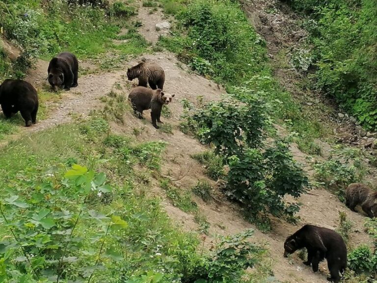 From Brasov: Small Group Bear Watching Experience Experience Overview