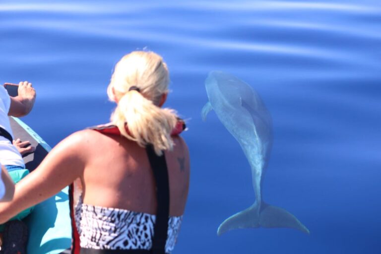 From Calheta: Whale And Dolphin Watching Rib Boat Tour Tour Overview