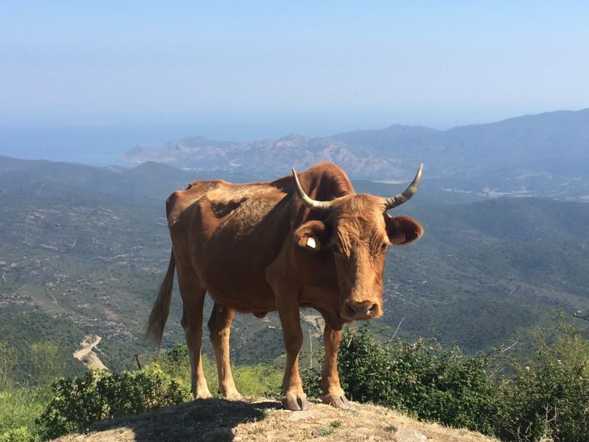 From Calvi: 4x4 Day Tour Mountain & Agriates Saleccia Beach - Tour Overview