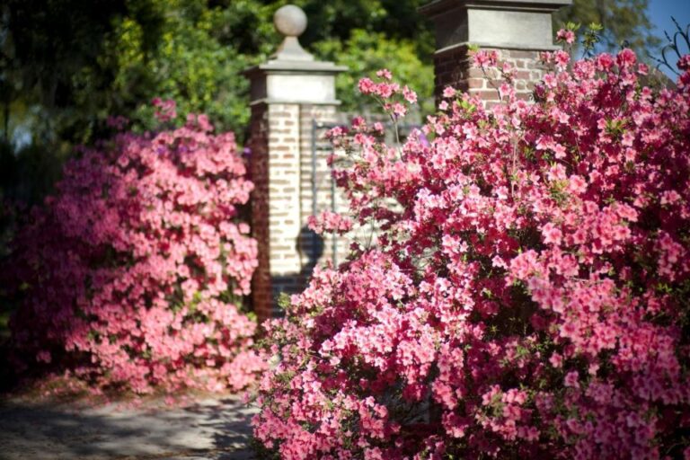 From Charleston: Boone Hall Plantation Entry With Transfers Tour Overview And Details