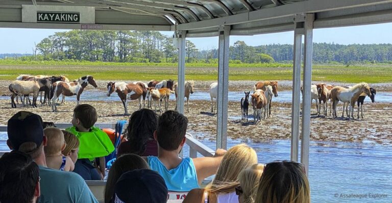 From Chincoteague Island: Assateague Island Boat Tour Tour Overview