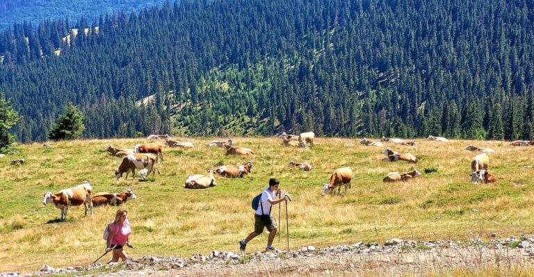 From Cluj Napoca: Day Hike To Vlădeasa Peak Activity Overview