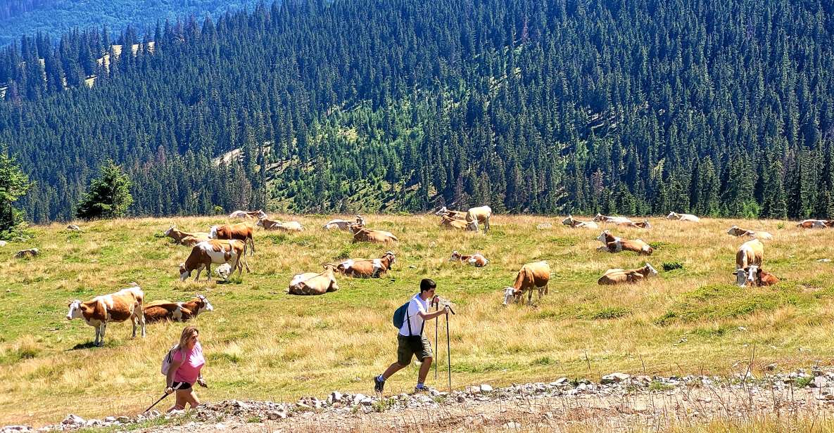 From Cluj-Napoca: Day Hike to Vlădeasa Peak - Activity Overview