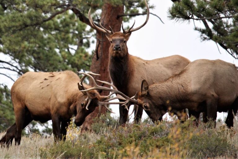 From Denver: Rocky Mountain National Park Day Trip And Lunch Overview Of The Day Trip