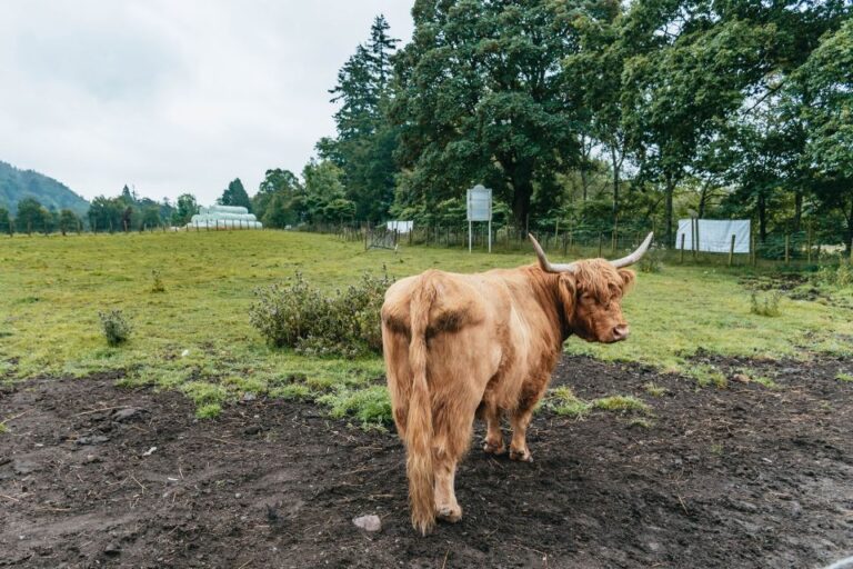 From Edinburgh: Loch Ness, Glenoce & The Highlands Day Tour Tour Details