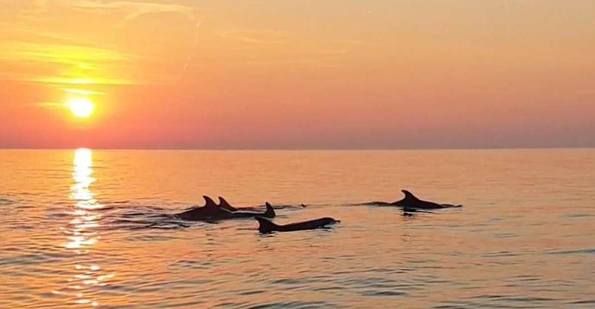 From Fazana: Private Dolphin Search & Sunset Cruise - Tour Overview and Pricing