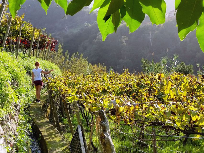 From Funchal: Full-Day Madeira Wine Tour With Lunch - Itinerary