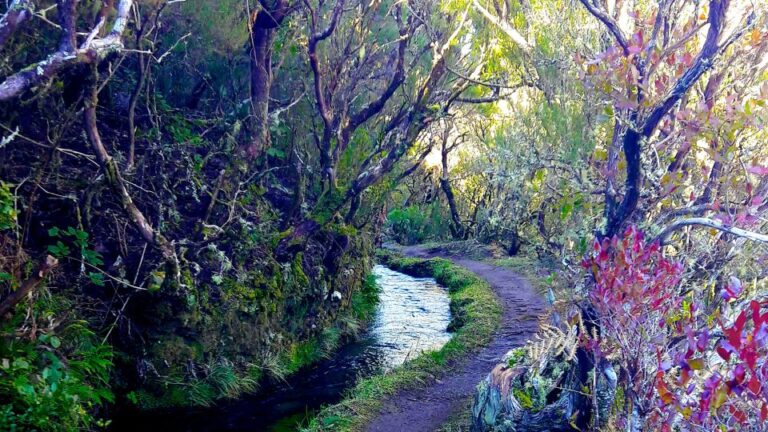 From Funchal: Madeira Lakes Levada Guided Hike Discover Madeiras Famous Levadas