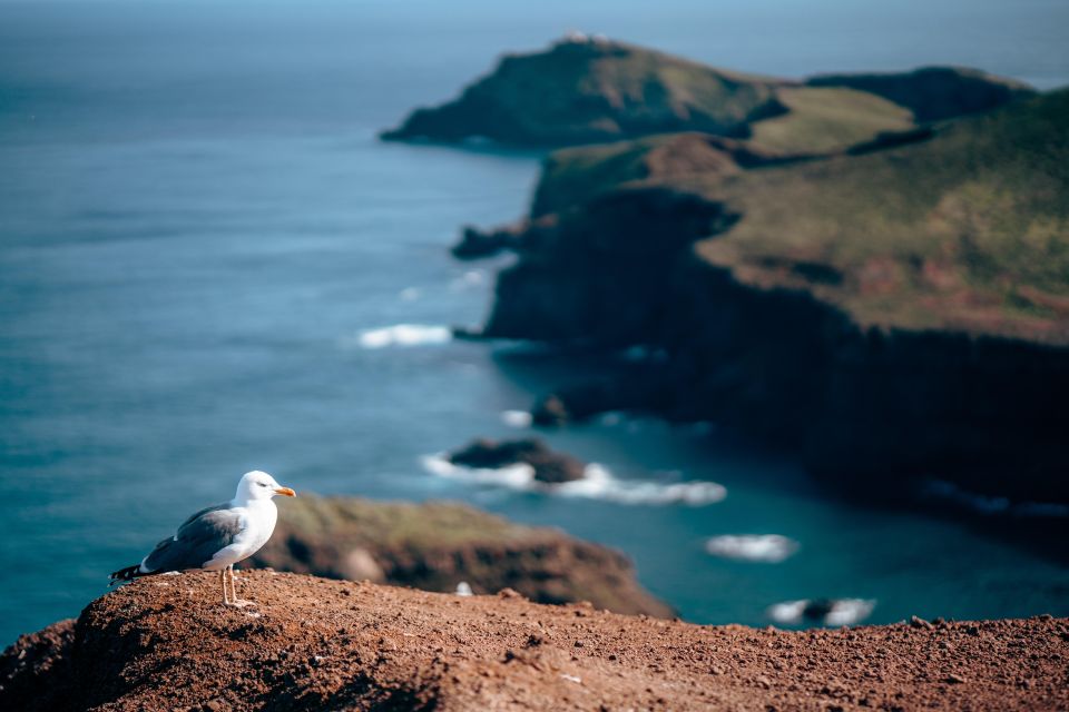 From Funchal: Transfer to Ponta De São Lourenço/ Caniçal - Overview of the Transfer Service